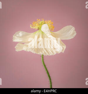 En fleur de pavot blanc sur fond rose Banque D'Images