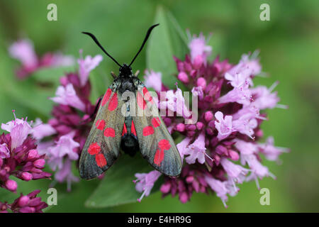 Six-spot Burnet Moth Zygaena filipendulae Origanum vulgare marjolaine sauvage sur Banque D'Images