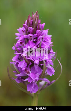 Orchidée Dactylorhiza praetermissa marécageuse du sud Banque D'Images