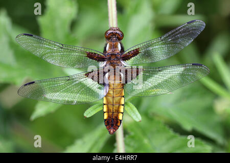 À corps large Chaser Libellula depressa femelle Banque D'Images