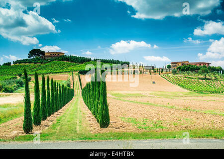 Vignobles et route de campagne en Toscane, Italie. Banque D'Images