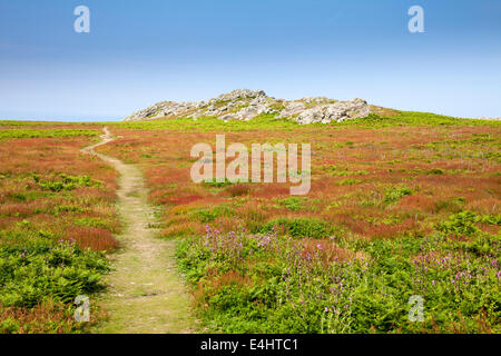 Un chemin à travers la bruyère sur l'île de Skomer, au pays de Galles Banque D'Images