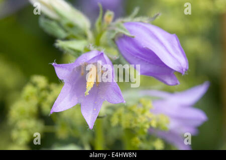 Campanula trachelium fleur détail. La campanule à feuilles d'ortie. Banque D'Images