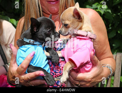 Londres, Royaume-Uni. 12 juillet 2014. Valentino et Tiffany, frère et sœur chis à la question tous les chiens Pup Idol 2014 Best Dressed la concurrence, Londres, Angleterre Crédit : Paul Brown/Alamy Live News Banque D'Images