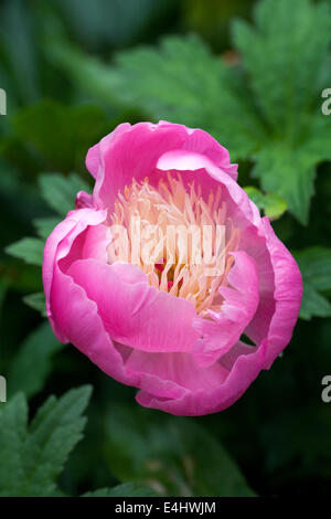 Paeonia lactiflora 'Bowl of Beauty' fleur dans le jardin. Fleur de pivoine. Banque D'Images