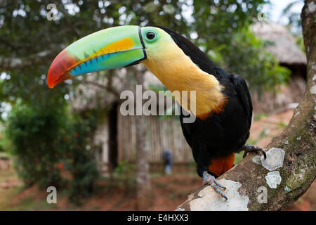 Keel-billed Toucan (toucan) dans l'arbre (Ramphastos sulfuratus) brevicarinatus au village de la tribu des Indiens autochtones Embera, Embera V Banque D'Images