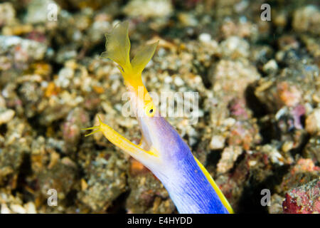 L'anguille ruban bleu (Rhinomuraena quaesita) Détroit de Lembeh, Indonésie Banque D'Images