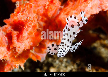 La Loche truite (Cromileptes altivelis) également connu sous le nom de mérou à bosse, le Détroit de Lembeh, Indonésie Banque D'Images