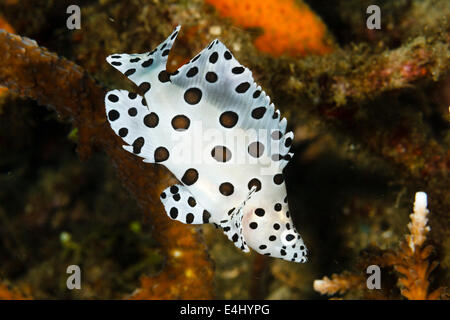 La Loche truite (Cromileptes altivelis) également connu sous le nom de mérou à bosse, le Détroit de Lembeh, Indonésie Banque D'Images