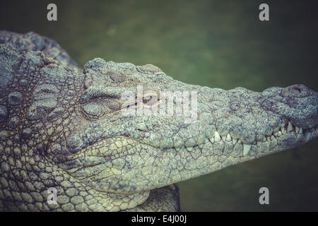 Pose d'Alligator sur le terrain Banque D'Images