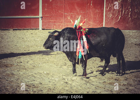 Corrida espagnole traditionnelle, une partie où un taureau de combat matador Banque D'Images