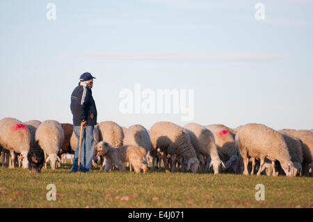 Image d'un moutons dans un paysage verdoyant Banque D'Images