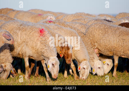 Image d'un moutons dans un paysage verdoyant Banque D'Images