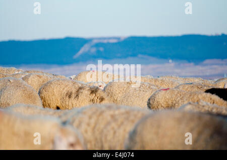 Image d'un moutons dans un paysage verdoyant Banque D'Images