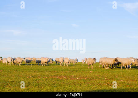 Image d'un moutons dans un paysage verdoyant Banque D'Images