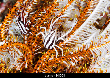 Squat - homard crinoïde Allogalathea elegans, également connu sous le nom de star en plumes ou homard squat squat élégant le homard, le Détroit de Lembeh, Banque D'Images