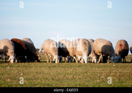 Image d'un moutons dans un paysage verdoyant Banque D'Images