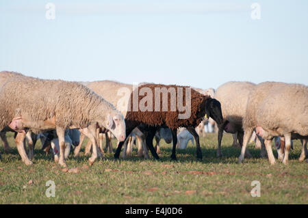 Image d'un moutons dans un paysage verdoyant Banque D'Images