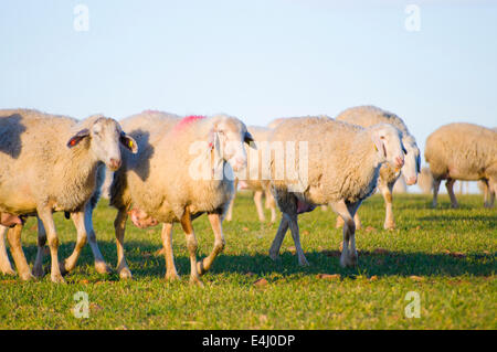 Image d'un moutons dans un paysage verdoyant Banque D'Images