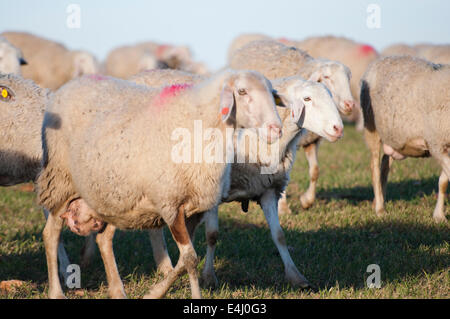 Image d'un moutons dans un paysage verdoyant Banque D'Images