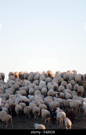 Image d'un moutons dans un paysage verdoyant Banque D'Images