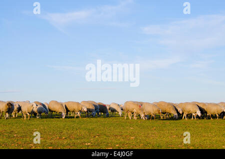 Image d'un moutons dans un paysage verdoyant Banque D'Images