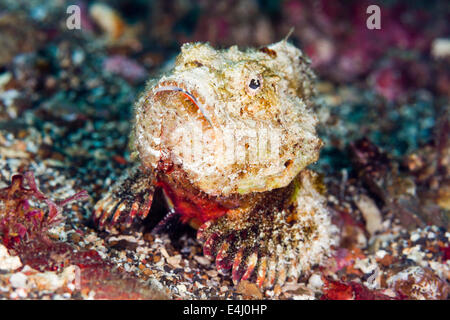 Rorqual à bosse scorpionfish (Scorpaenopsis diabolus) Détroit de Lembeh, Indonésie Banque D'Images