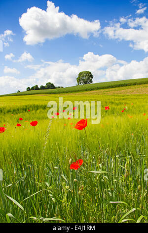 Coquelicot sur le champ de blé Banque D'Images