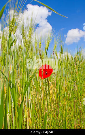 Coquelicot sur le champ de blé Banque D'Images