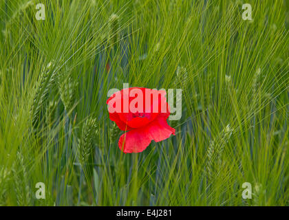 Coquelicot sur le champ de blé Banque D'Images