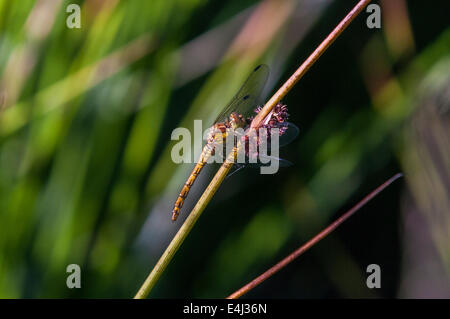 Une femelle Sympetrum striolatum, dard de commun, au repos sur une tige d'herbe Banque D'Images