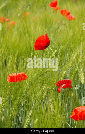 Coquelicot sur le champ de blé Banque D'Images