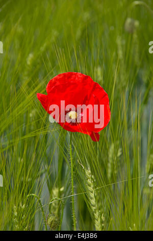 Coquelicot sur le champ de blé Banque D'Images