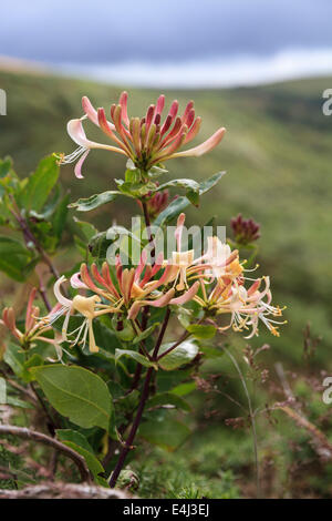 Fleurs de Chèvrefeuille Lonicera periclymenum Banque D'Images