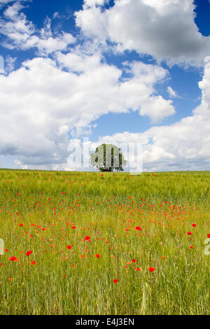 Coquelicot sur le champ de blé Banque D'Images