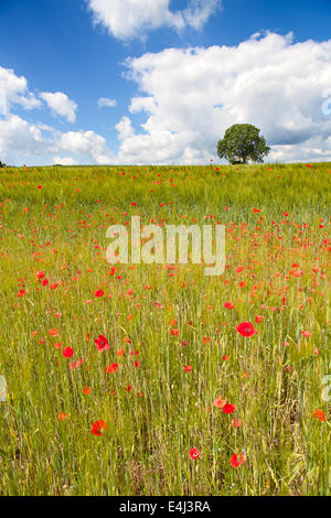 Coquelicot sur le champ de blé Banque D'Images