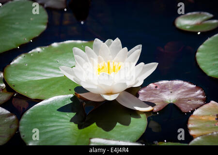 Une spectaculaire fleur Nymphaea alba, également connu sous le nom de nénuphar blanc européen, Lotus blanc, blanc ou rose, de l'eau. Nenuphar Banque D'Images