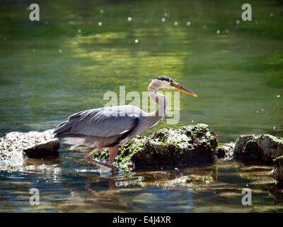 Un Grand Héron (Ardea herodias) au Fisherman's Wharf de Victoria, Colombie-Britannique, Canada. Banque D'Images