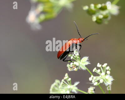 Cardinal à tête rouge Beetle Banque D'Images