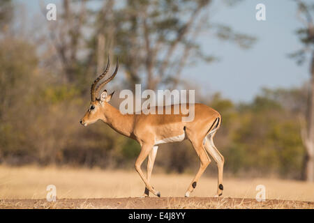 Vue latérale d'un mâle Impala (Aepyceros melampus) balade Banque D'Images