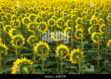 Tournesols dans les champs cultivés dans le coucher du soleil. Banque D'Images