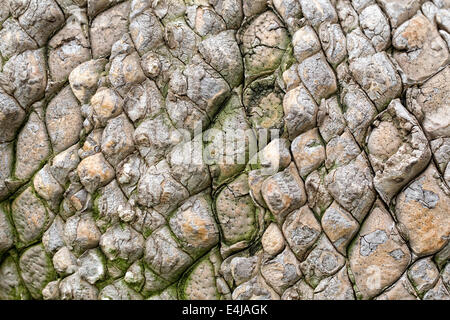 Écorce d'Encephalartos altensteinii. Banque D'Images