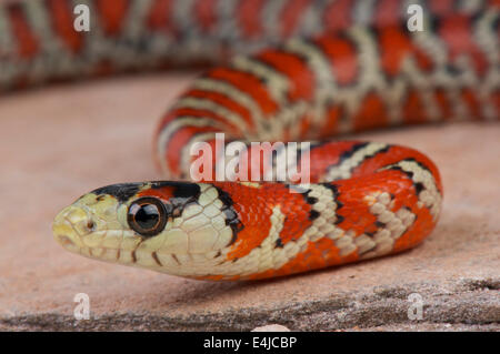 La montagne de Sonora kingsnake / Lampropeltis pyromelana Banque D'Images