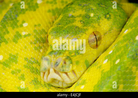 Green Tree python / Morelia viridis Banque D'Images