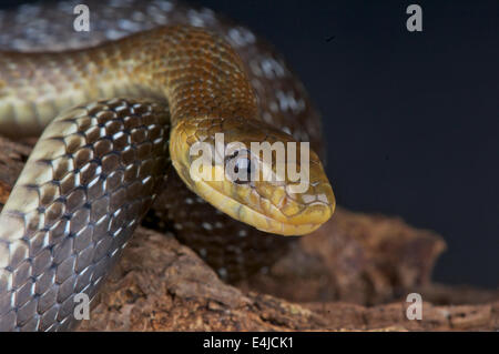 Zamenis longissimus Aesculapian snake / Banque D'Images