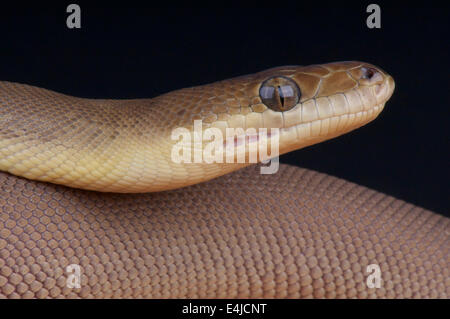 Liasis olivaceus Olive / python Banque D'Images