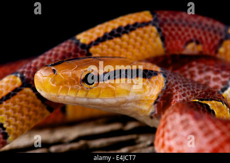 Bambou chinois / Oreocryptophis porphyraceus vaillanti serpent Banque D'Images