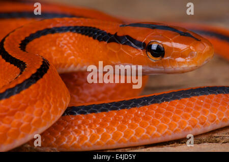 Thai red mountain / Oreocryptophis porphyracea serpent rat coxi Banque D'Images