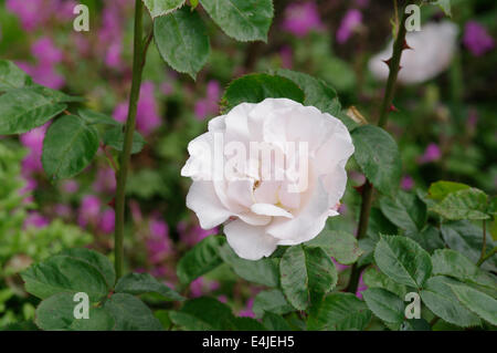 Rosa floribunda variété - jolie dame Banque D'Images