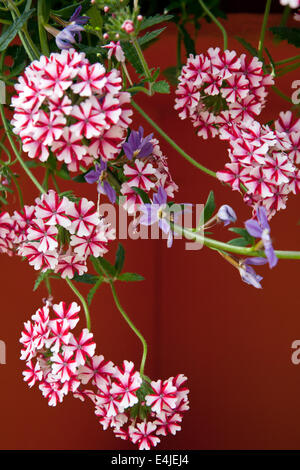 Verveine 'Lanai' Canne en fleurs dans le Jardin botanique de LU en gros plan Riga Lettonie Banque D'Images